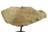 Fossil Dinosaur (Pachycephalosaurus) Skull Section w/ Stand #377746-3